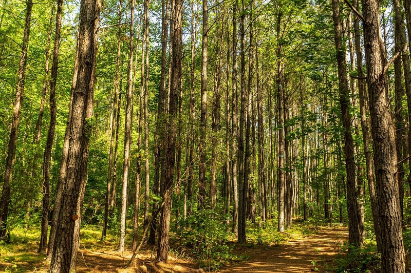 Silent Contemplative Hikes